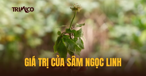 Vì sao sâm Ngọc Linh trên núi Ngọc Linh mang giá trị đặc biệt?
